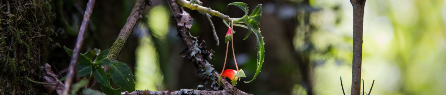 Tanzania Forest Conservation Group