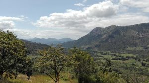 A photo of Diburuma Village Forest with the South Nguru Mountains in the background.